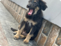 Puppy