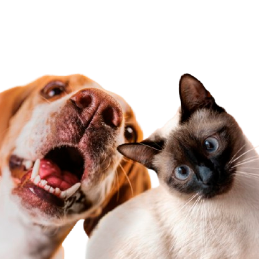 Hero Cat Small