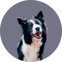 Dog Image 1