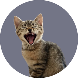 Cat Image 3