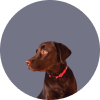 Dog Image 4