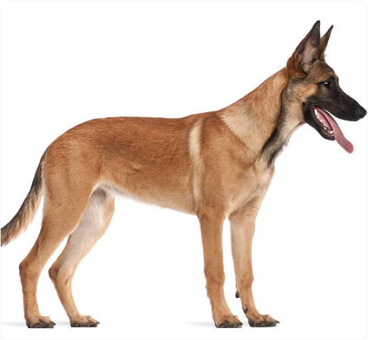 Dog 1