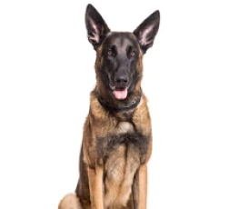 Dog 2