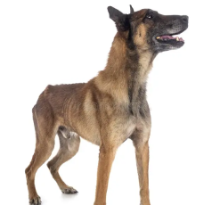 Dog 3