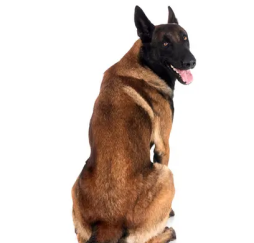 Dog 4
