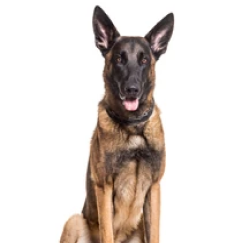 Dog 5