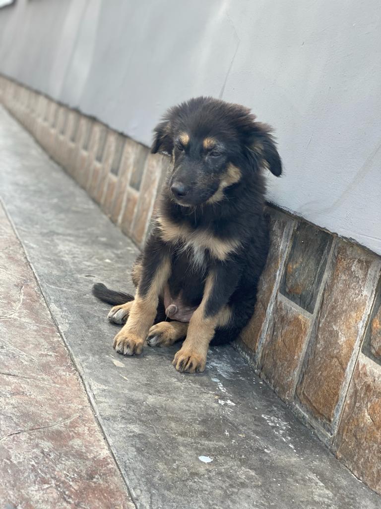 dog