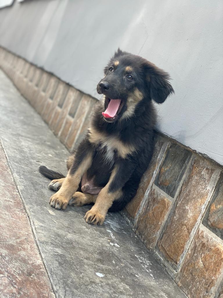 dog